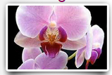 orchid paCKAGE
